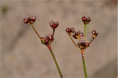 APII jpeg image of Juncus planifolius  © contact APII