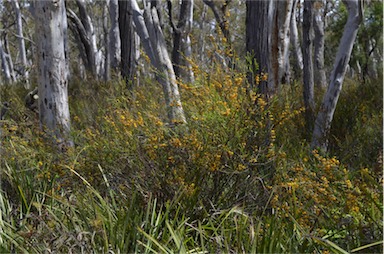 APII jpeg image of Daviesia leptophylla  © contact APII