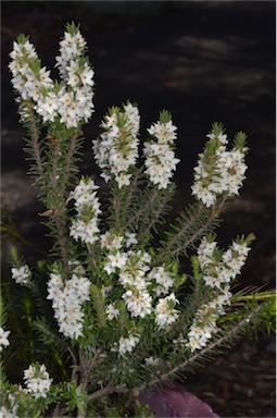 APII jpeg image of Epacris decumbens  © contact APII