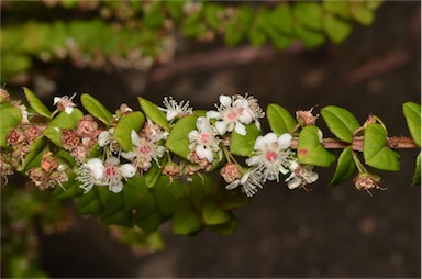 APII jpeg image of Hypocalymma cordifolium  © contact APII