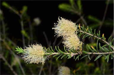 APII jpeg image of Melaleuca striata  © contact APII