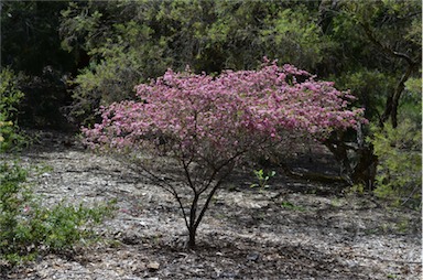 APII jpeg image of Leptospermum 'Tickled Pink'  © contact APII
