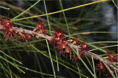 APII jpeg image of Allocasuarina gymnanthera  © contact APII