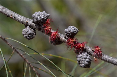 APII jpeg image of Allocasuarina gymnanthera  © contact APII