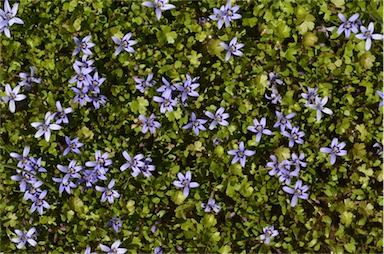 APII jpeg image of Isotoma fluviatilis subsp. australis  © contact APII