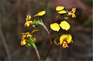 APII jpeg image of Diuris semilunulata  © contact APII