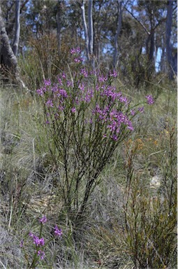 APII jpeg image of Comesperma ericinum  © contact APII