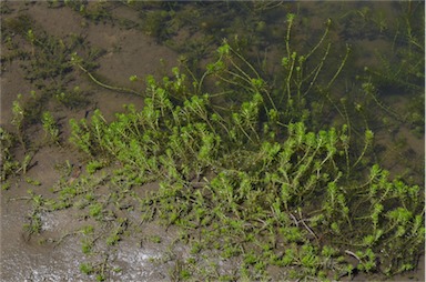 APII jpeg image of Myriophyllum verrucosum  © contact APII