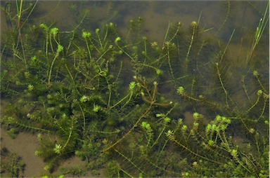 APII jpeg image of Myriophyllum verrucosum  © contact APII