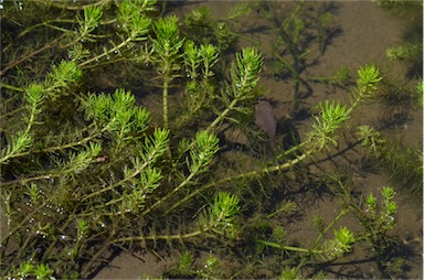 APII jpeg image of Myriophyllum verrucosum  © contact APII