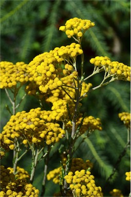 APII jpeg image of Ozothamnus diotophyllus  © contact APII