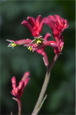 APII jpeg image of Anigozanthos 'Bush Elegance'  © contact APII