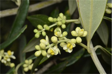 APII jpeg image of Olea europaea  © contact APII