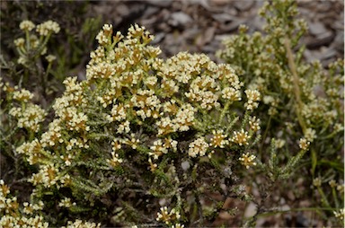 APII jpeg image of Ozothamnus x expansifolius  © contact APII