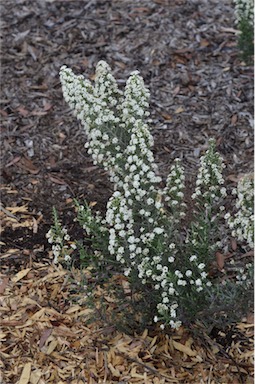 APII jpeg image of Ozothamnus ericifolius subsp. reflexus  © contact APII