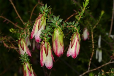 APII jpeg image of Darwinia macrostegia  © contact APII