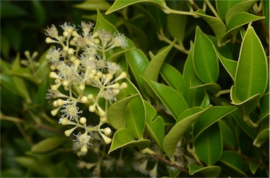 APII jpeg image of Syzygium smithii 'Sublime'  © contact APII