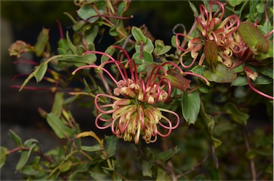 APII jpeg image of Grevillea maccutcheonii  © contact APII