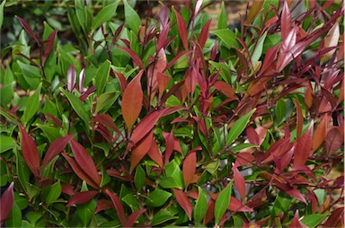 APII jpeg image of Syzygium smithii 'Cherry Surprise'  © contact APII