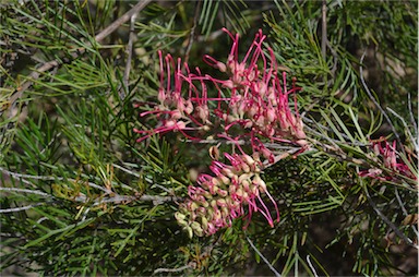 APII jpeg image of Grevillea 'Ana Marie'  © contact APII