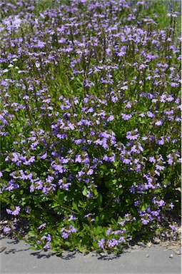 APII jpeg image of Scaevola aemula 'Purple Fanfare'  © contact APII