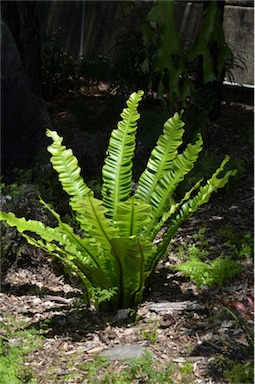 APII jpeg image of Asplenium australasicum  © contact APII