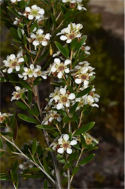 APII jpeg image of Leptospermum benwellii  © contact APII