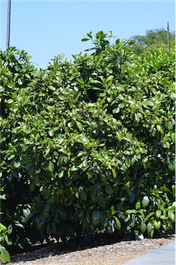 APII jpeg image of Atractocarpus fitzalanii  © contact APII