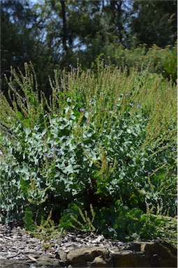 APII jpeg image of Veronica perfoliata  © contact APII