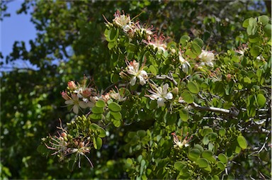 APII jpeg image of Bauhinia hookeri  © contact APII