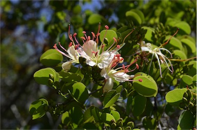 APII jpeg image of Bauhinia hookeri  © contact APII