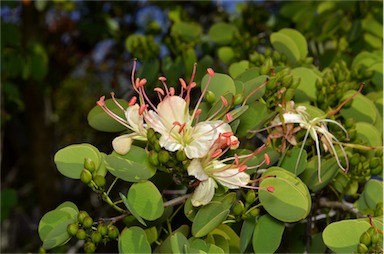 APII jpeg image of Bauhinia hookeri  © contact APII