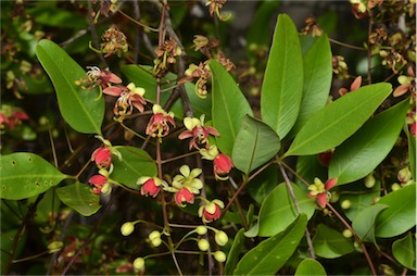 APII jpeg image of Cassia brewsteri var. brewsteri  © contact APII