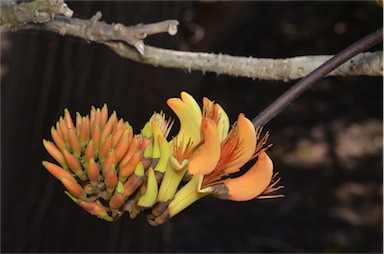 APII jpeg image of Erythrina sp. (RBG 831176)  © contact APII