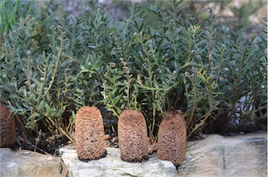 APII jpeg image of Banksia blechnifolia  © contact APII