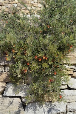 APII jpeg image of Grevillea concinna subsp. lehmanniana  © contact APII