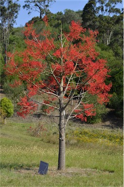 APII jpeg image of Brachychiton acerifolius  © contact APII