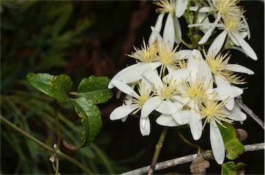 APII jpeg image of Clematis aristata  © contact APII