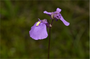 APII jpeg image of Utricularia dichotoma  © contact APII