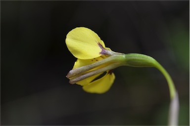 APII jpeg image of Diuris monticola  © contact APII