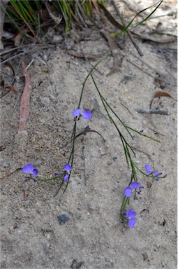 APII jpeg image of Comesperma sphaerocarpum  © contact APII