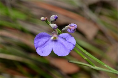 APII jpeg image of Comesperma sphaerocarpum  © contact APII