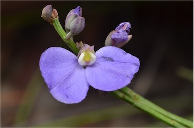 APII jpeg image of Comesperma sphaerocarpum  © contact APII