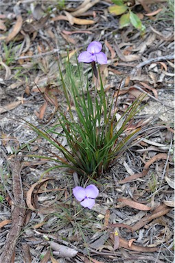 APII jpeg image of Patersonia sericea var. sericea  © contact APII