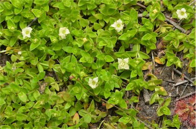 APII jpeg image of Mitrasacme serpyllifolia  © contact APII