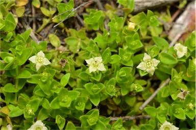 APII jpeg image of Mitrasacme serpyllifolia  © contact APII