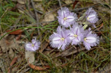 APII jpeg image of Thysanotus tuberosus subsp. tuberosus  © contact APII