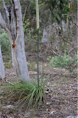 APII jpeg image of Xanthorrhoea concava  © contact APII