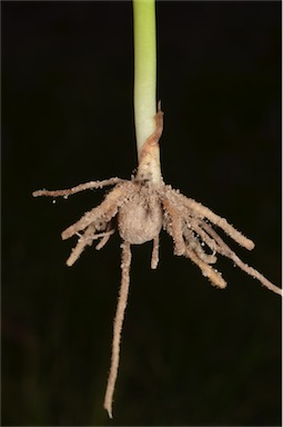 APII jpeg image of Microtis parviflora  © contact APII