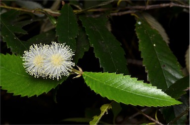 APII jpeg image of Callicoma serratifolia  © contact APII